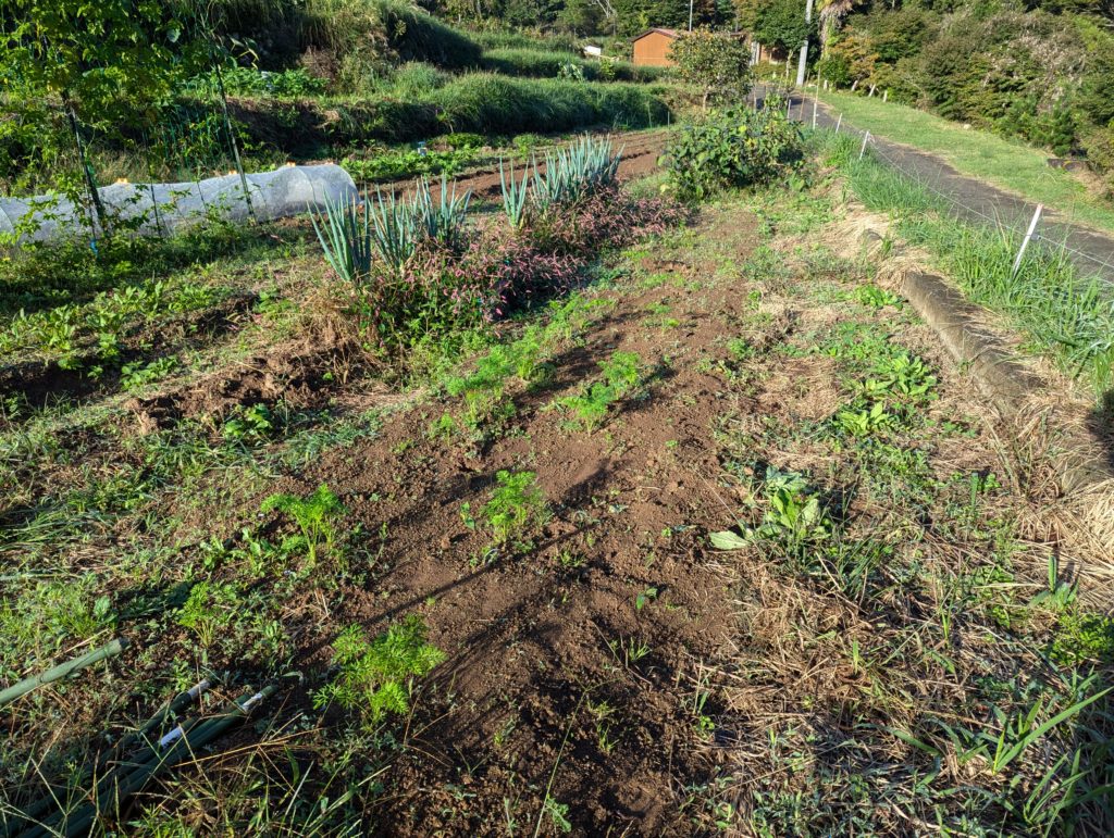 ta-ninjin-1024x771 秋冬野菜の生育状況