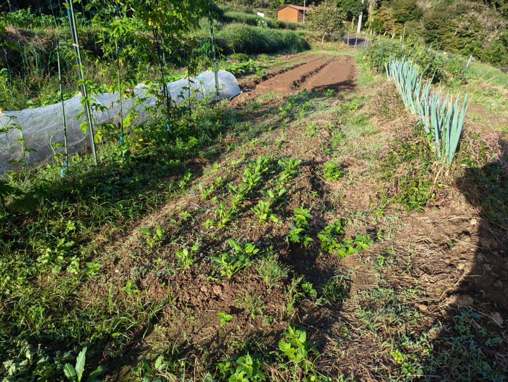 tana-hourensou-1024x771 秋冬野菜の生育状況