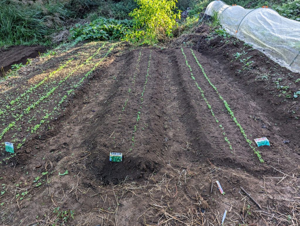 tin-1024x771 秋冬野菜の生育状況
