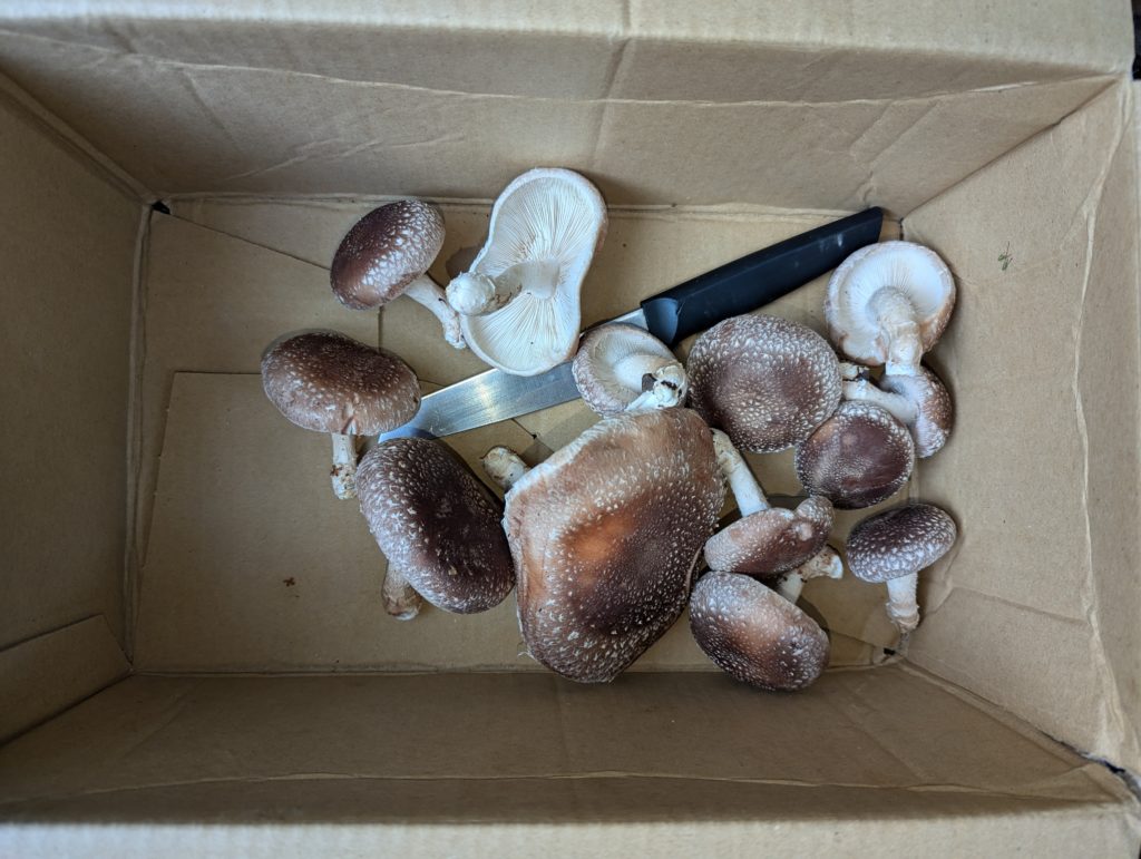 しいたけ-1024x771 秋冬野菜の生育状況