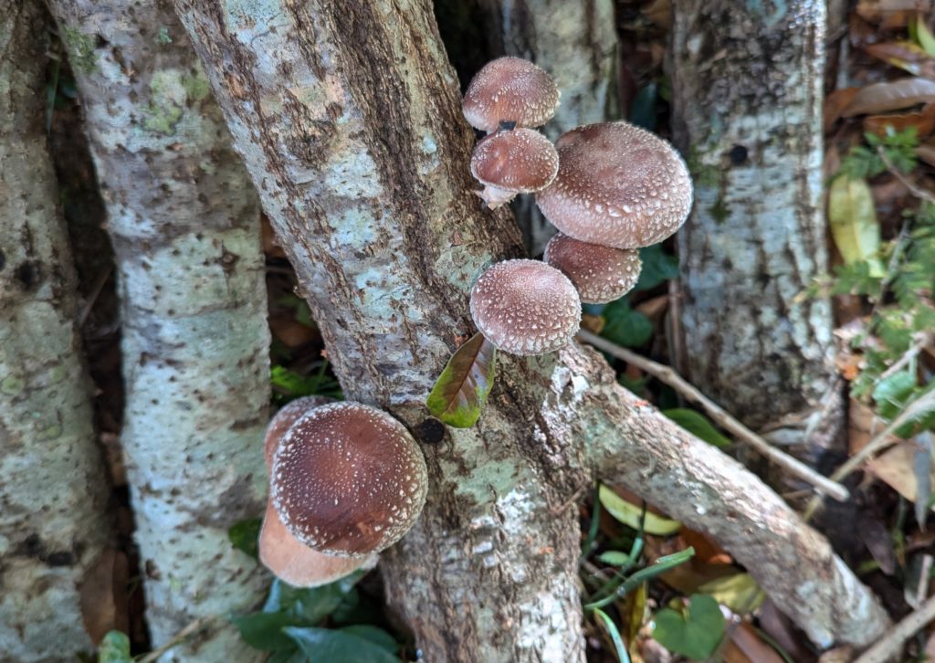 椎茸-1024x726 秋冬野菜の生育状況