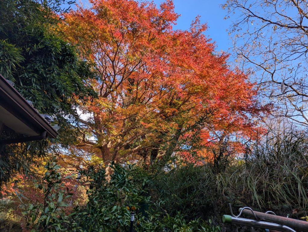 PXL_20241205_032351028.MP_-1024x771 椎茸原木への水遣り