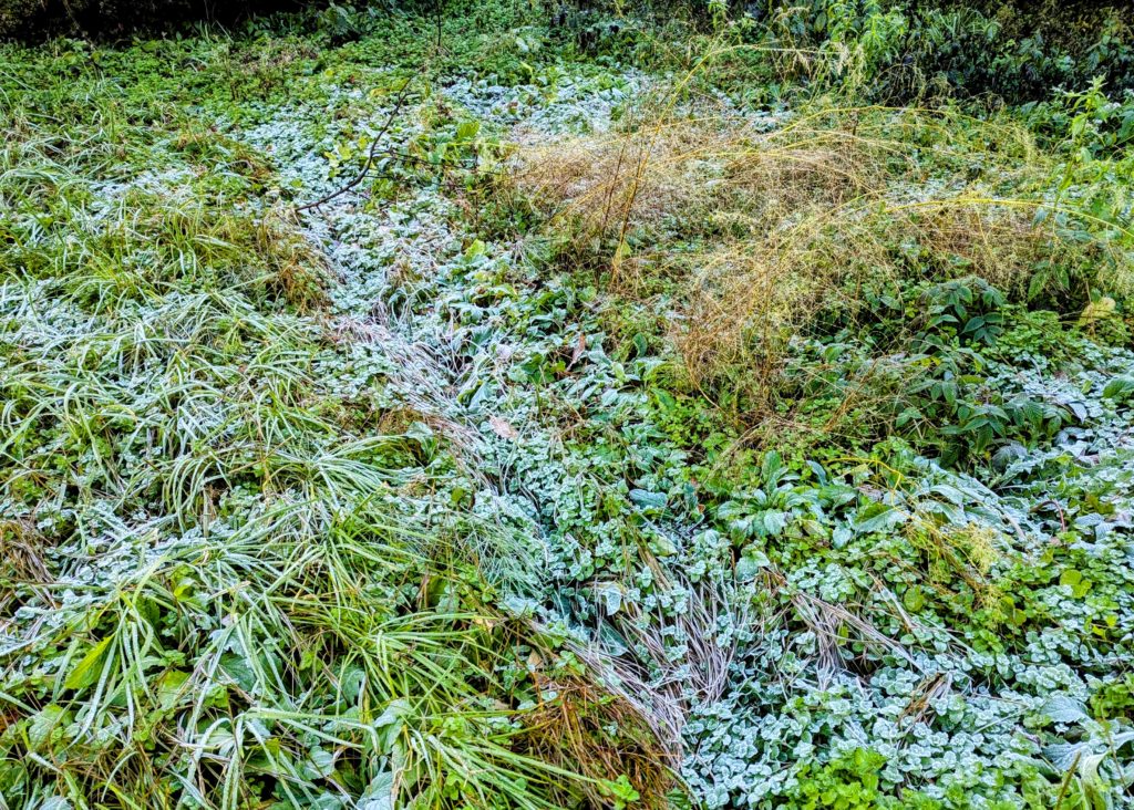 PXL_20241211_001024514.MP2-EDIT-1024x732 初霜