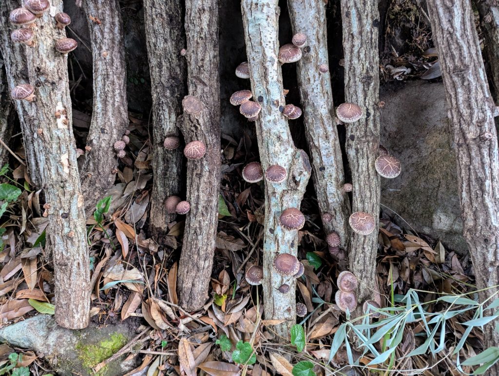 PXL_20241220_072053845-1024x771 高野山の四季