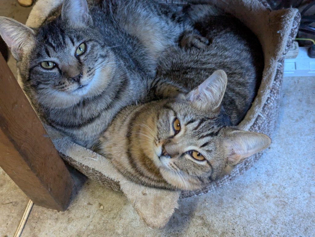 PXL_20241222_022628315.MP_-1-1024x771 降霜＆木枯らし