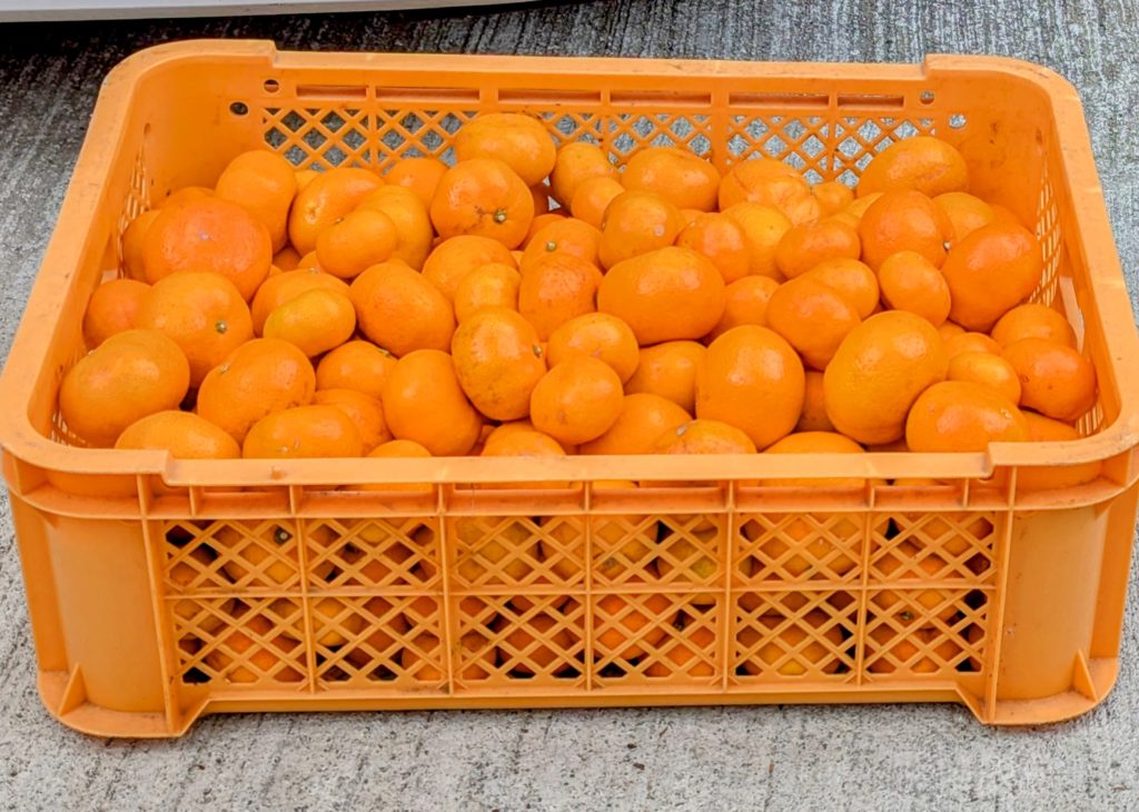 PXL_20241230_005434131.MP2-EDIT-1024x730 また、ミカンを頂いた