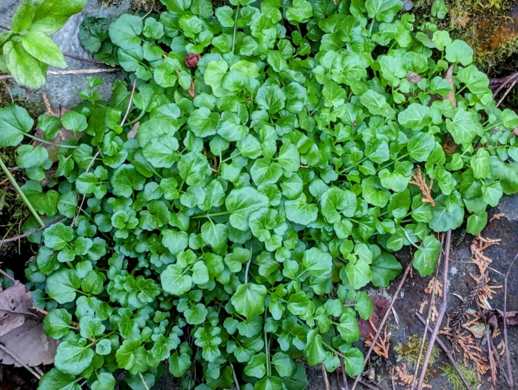 クレソン-1024x771 また、ミカンを頂いた