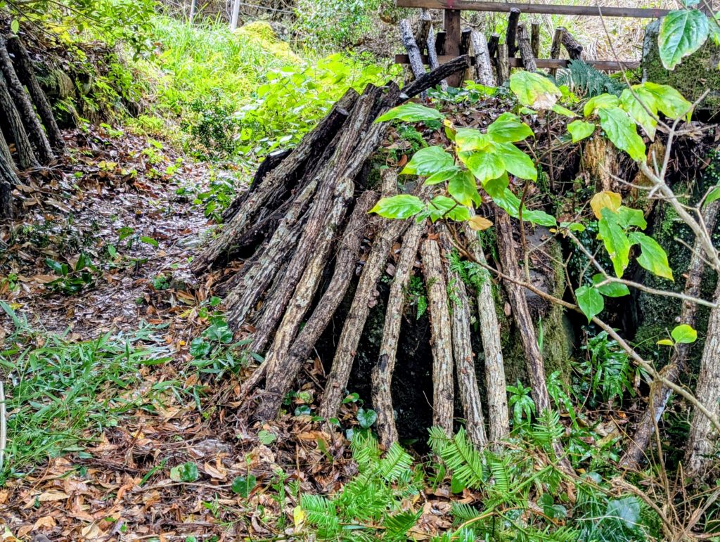 原木-1024x771 椎茸原木への水遣り