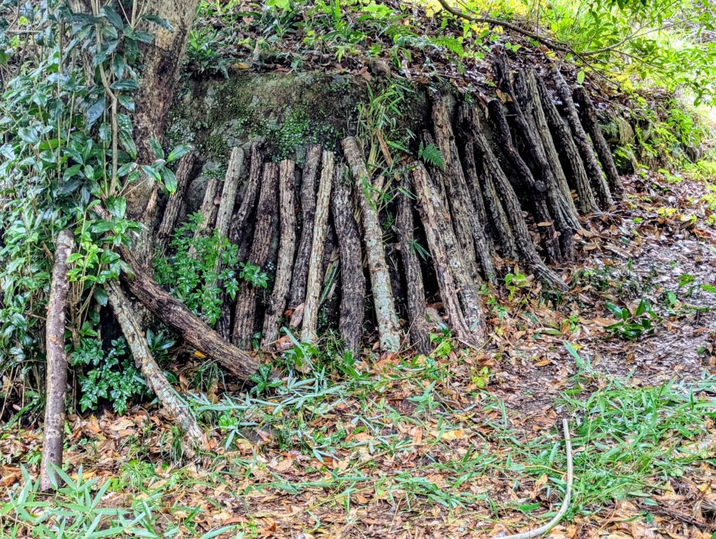 原木左-1024x771 椎茸原木への水遣り