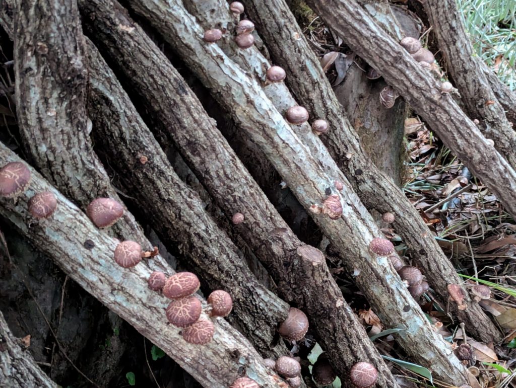 椎茸１-2-1024x771 また、ミカンを頂いた