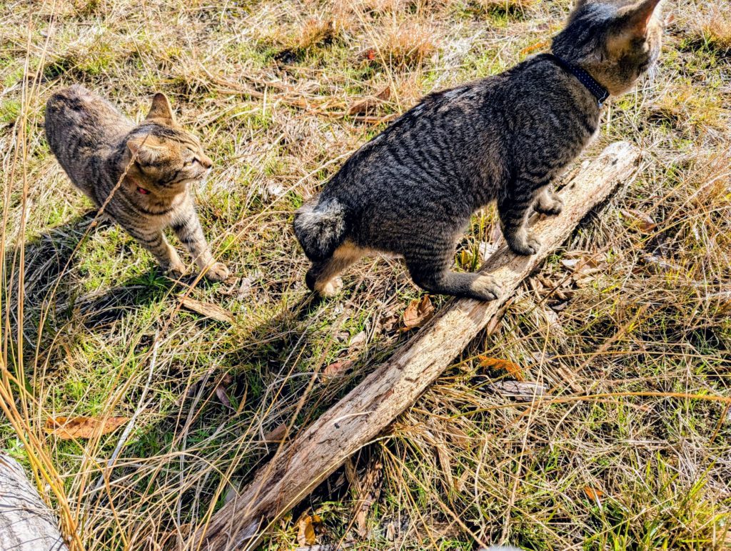 猫２-2-1024x771 初霜