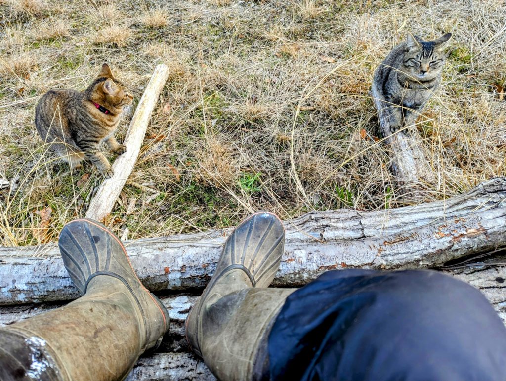 猫２-3-1024x771 また、ミカンを頂いた