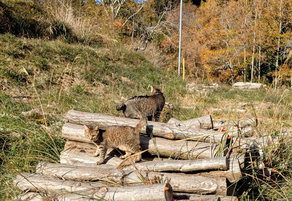 猫３-1024x705 初霜