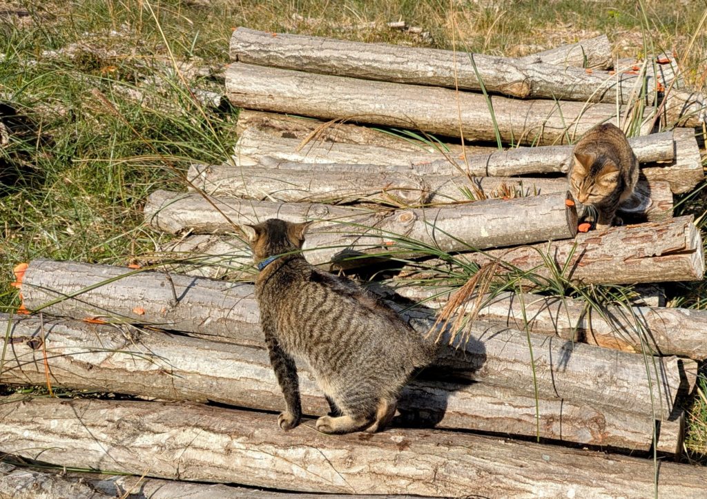 猫４-1024x723 初霜