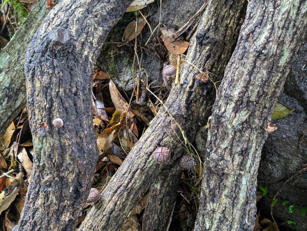 発芽０-1024x771 椎茸原木への水遣り