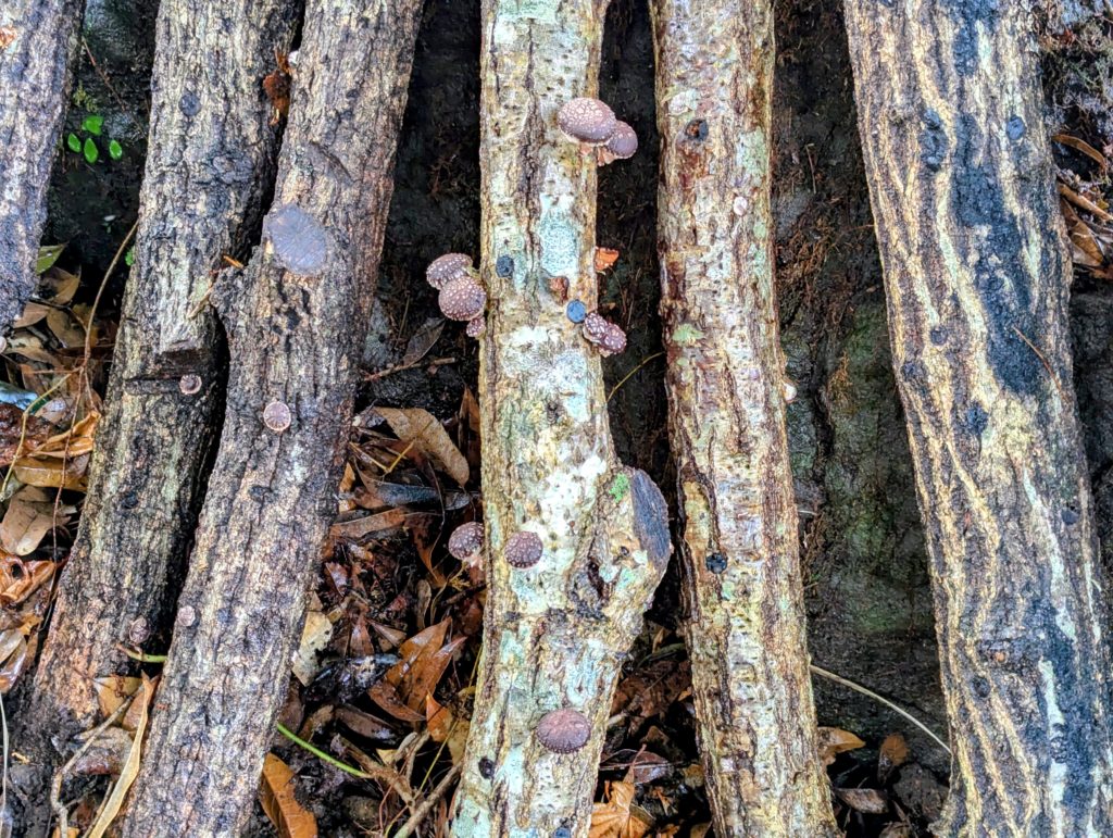 発芽２-1024x771 椎茸原木への水遣り