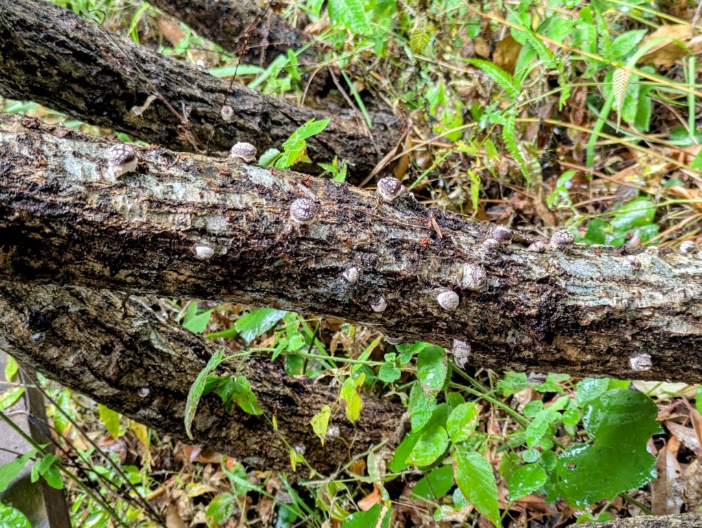 発芽３-1024x771 椎茸原木への水遣り