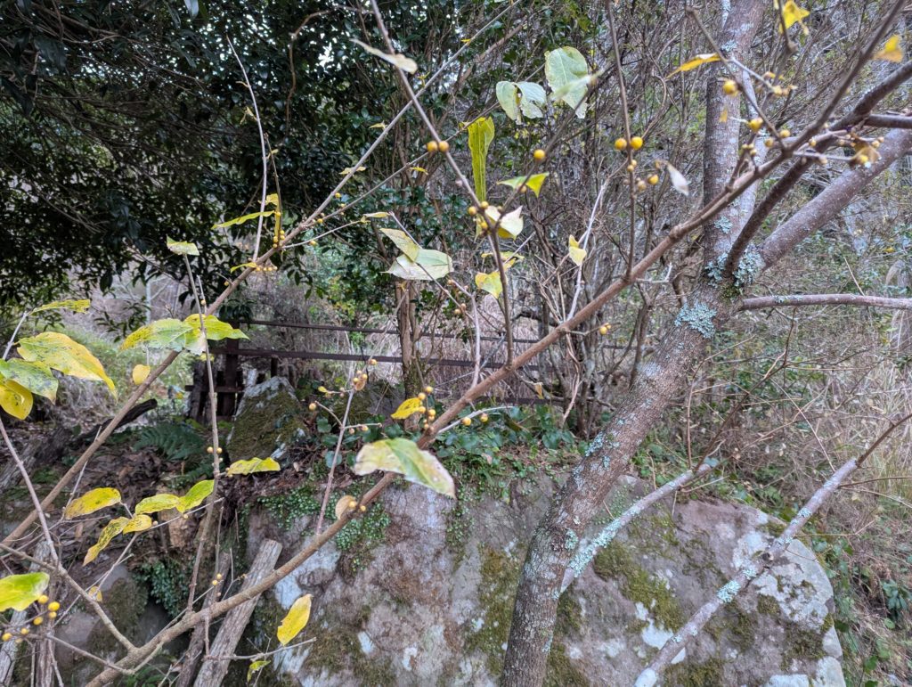 蝋梅-1-1024x771 また、ミカンを頂いた