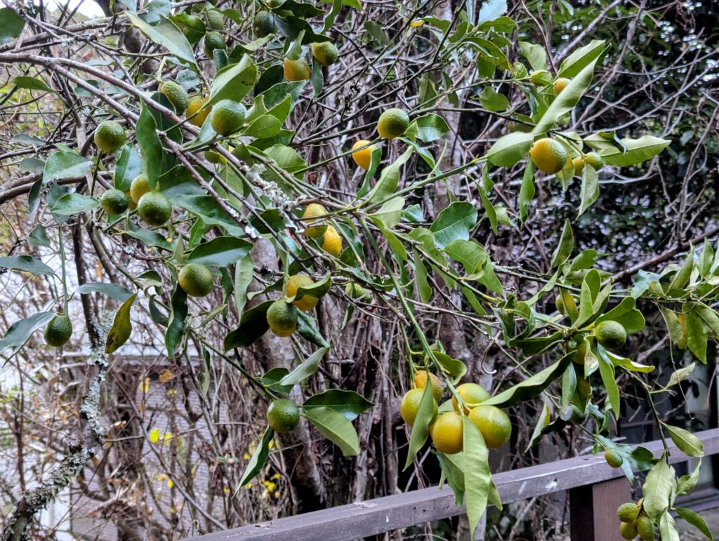 金柑-1024x771 また、ミカンを頂いた