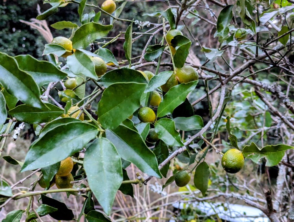 金柑２-1024x771 また、ミカンを頂いた