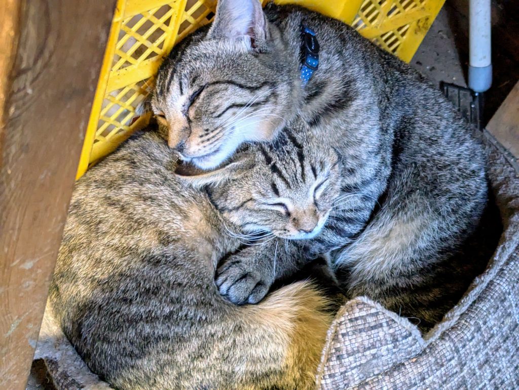 太郎＆次郎-1024x771 昨夜の雨で椎茸が元気を取り戻した