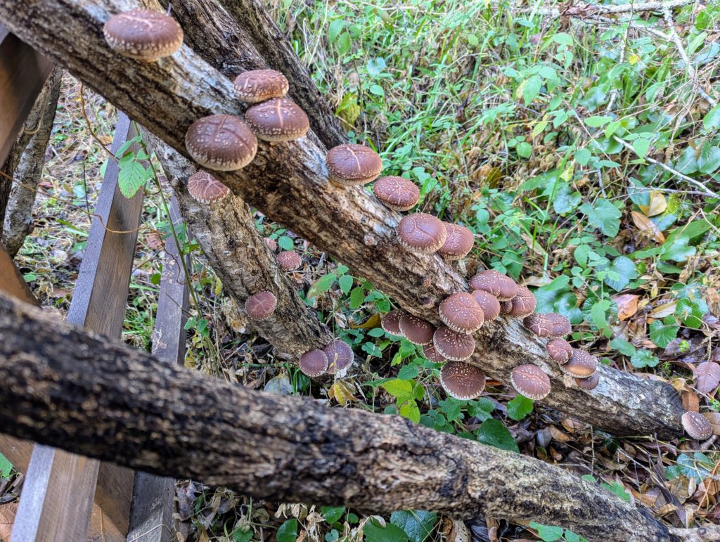 椎茸１-1024x771 昨夜の雨で椎茸が元気を取り戻した