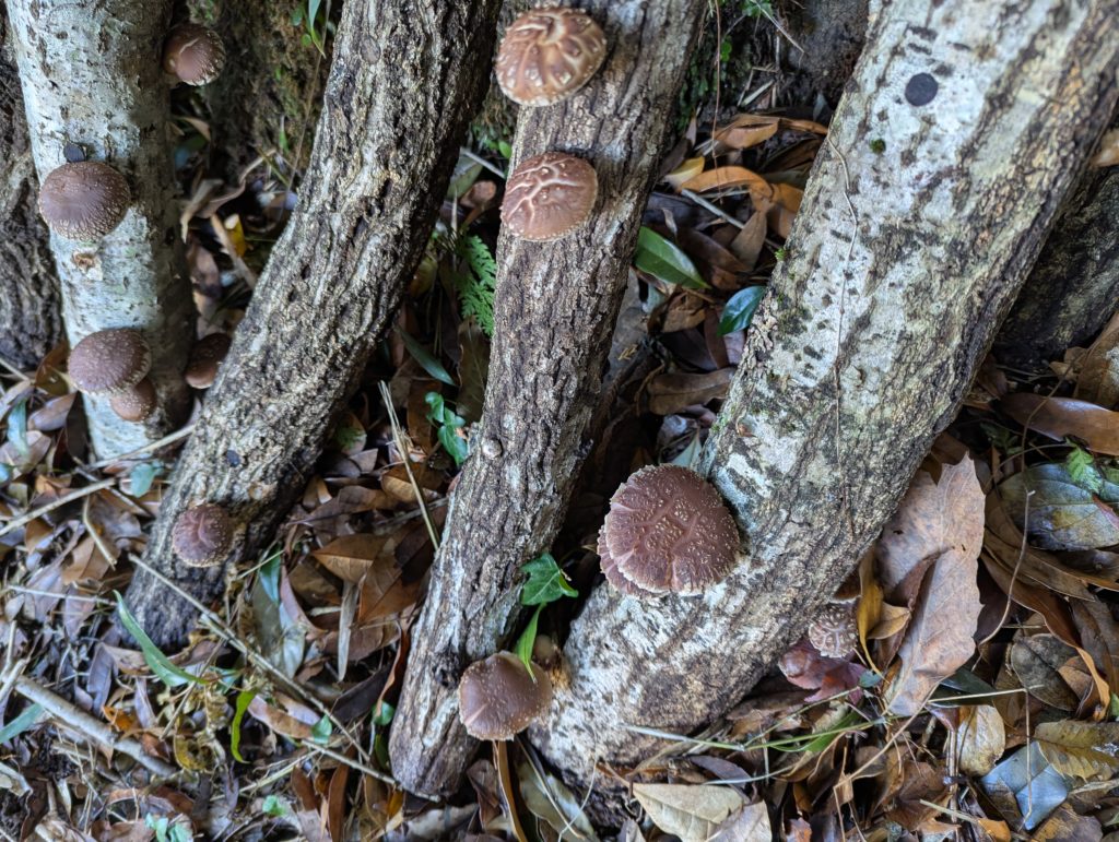 椎茸２-1024x771 昨夜の雨で椎茸が元気を取り戻した