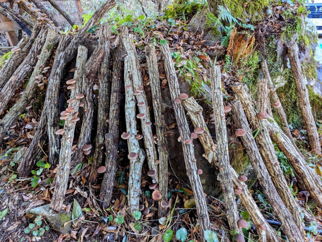 椎茸３-1024x771 昨夜の雨で椎茸が元気を取り戻した