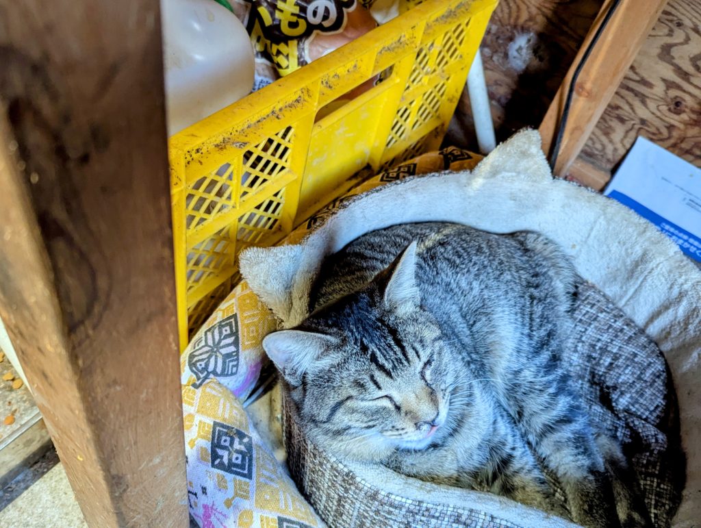 猫-1-1024x771 ソニーオープン最終日