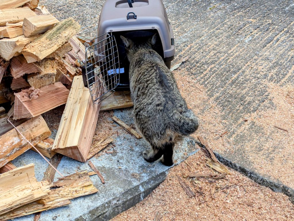 猫-3-1024x771 ペット用キャリーケース