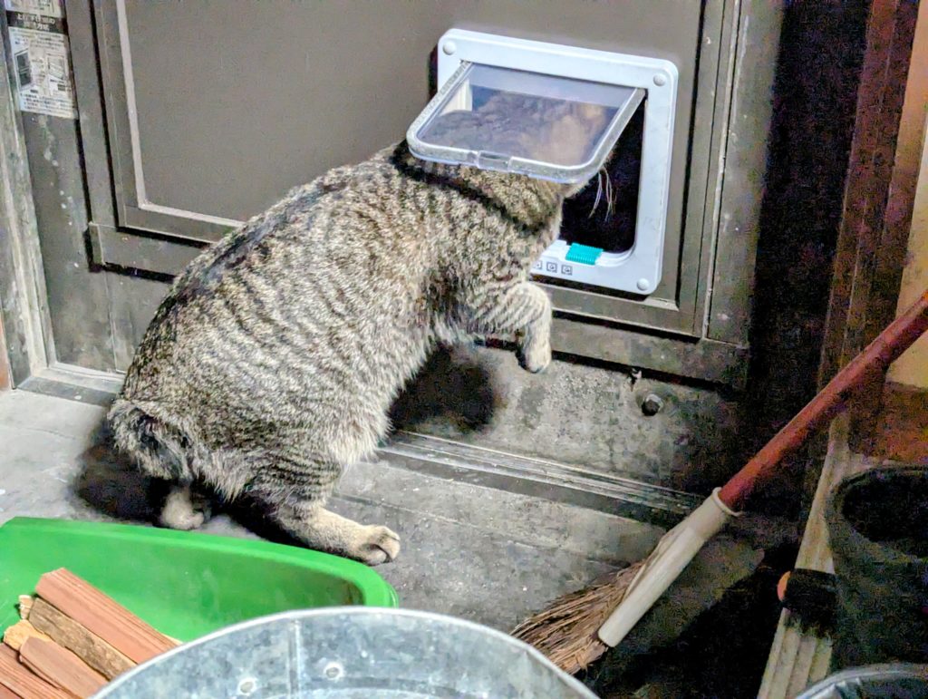 猫-5-1024x771 第２，第３の「頂き女子りりちゃん」に注意！