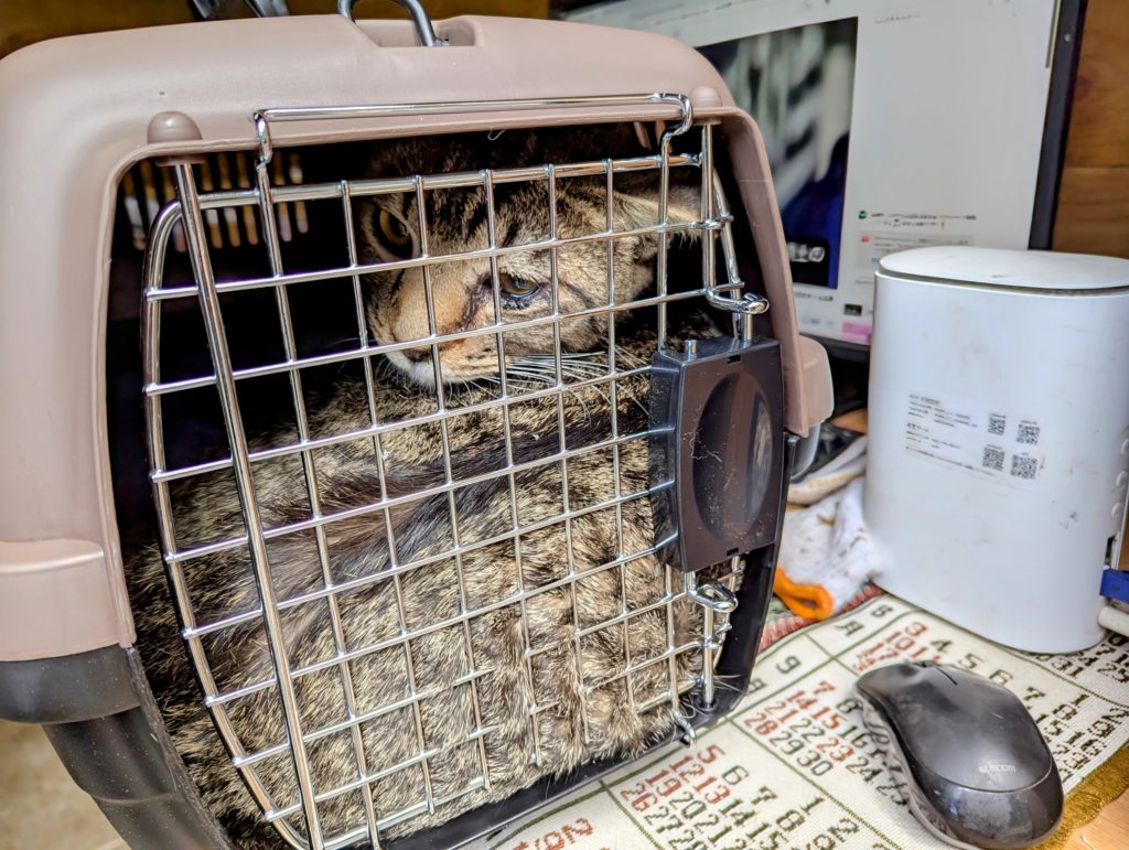 猫１-1-1024x771 ペット用キャリーケース