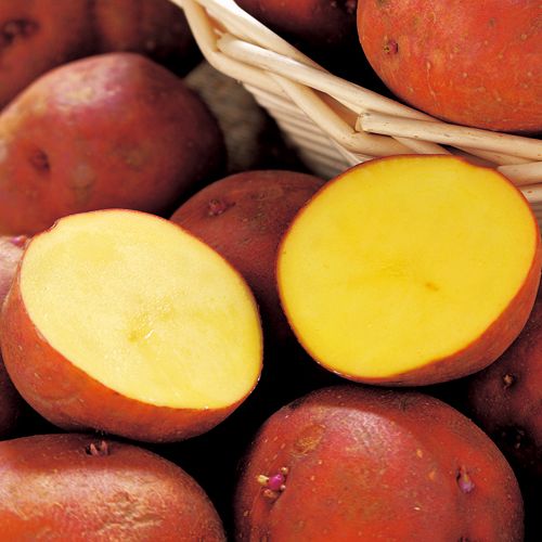 750-NEA402 春じゃがの植え付け