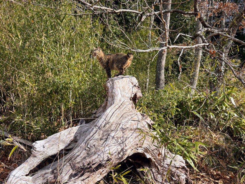 IMG_0856-1024x768 太郎の散歩