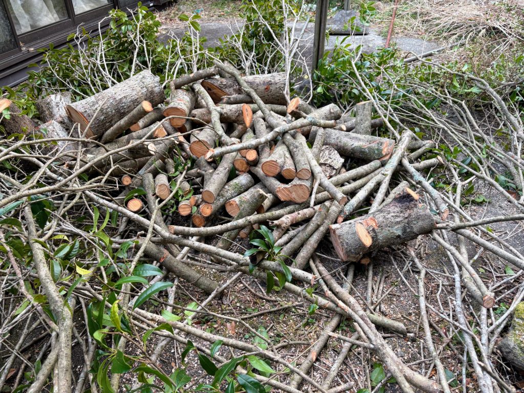 IMG_0892-1024x768 太郎の散歩