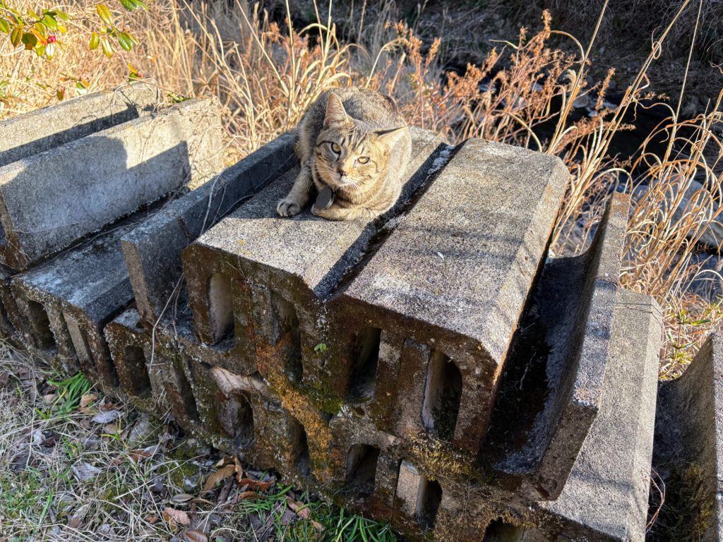 IMG_1016-1024x768 今年から稲作を始めます