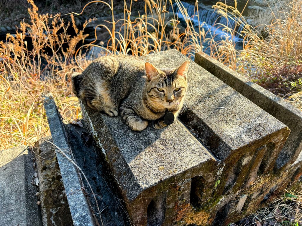 IMG_1018-Copy-1024x768 今年から稲作を始めます