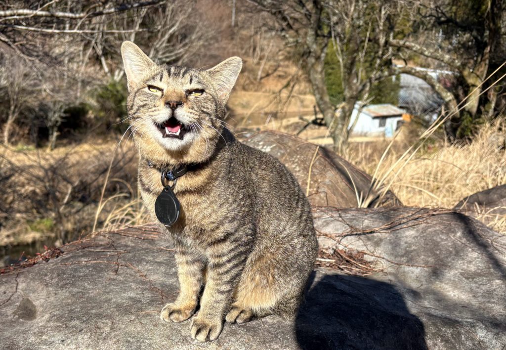 IMG_1091-1024x708 また、木こりを始めました