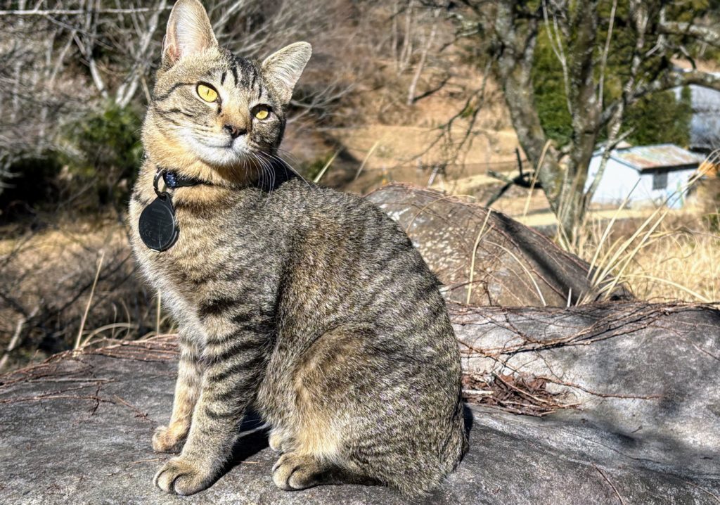 IMG_1097-1024x718 また、木こりを始めました