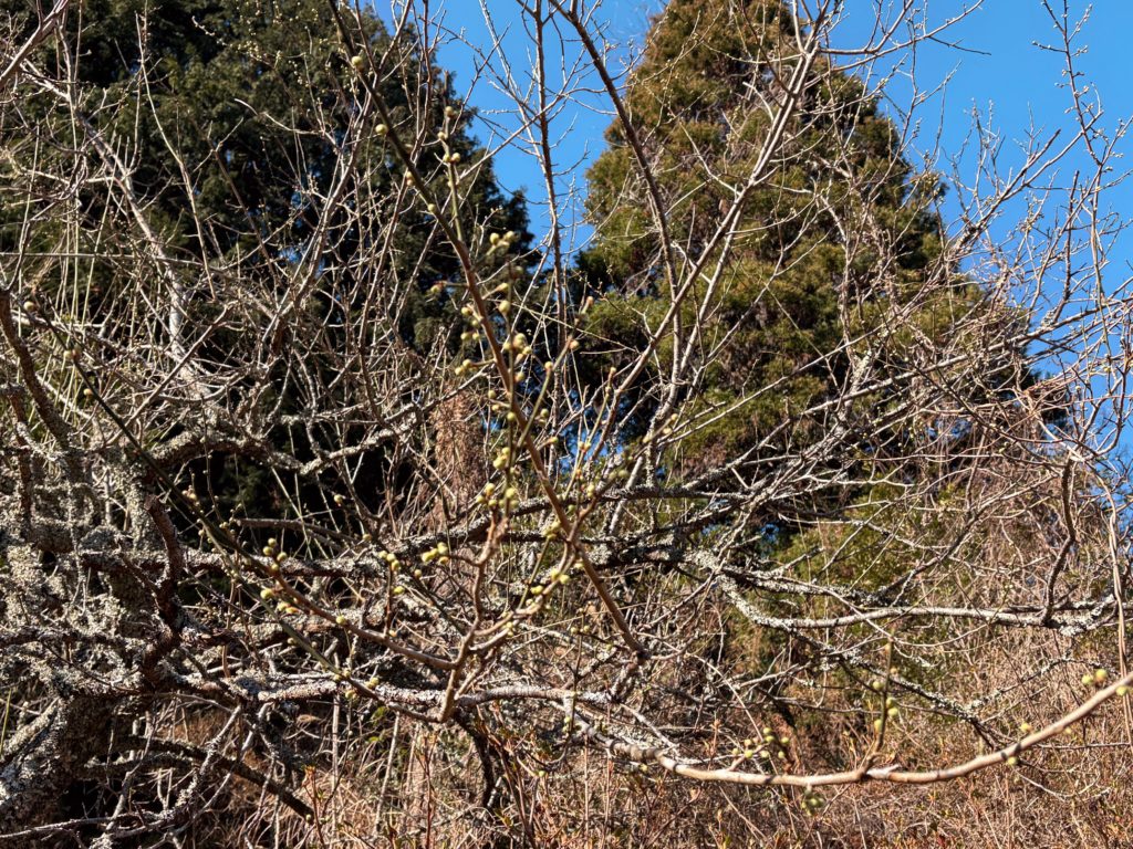 IMG_1199-EDIT-1024x768 今年の冬の寒さは異常でした