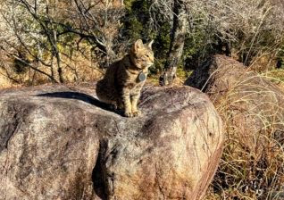 IMG_1235-Copy 薪割り完了