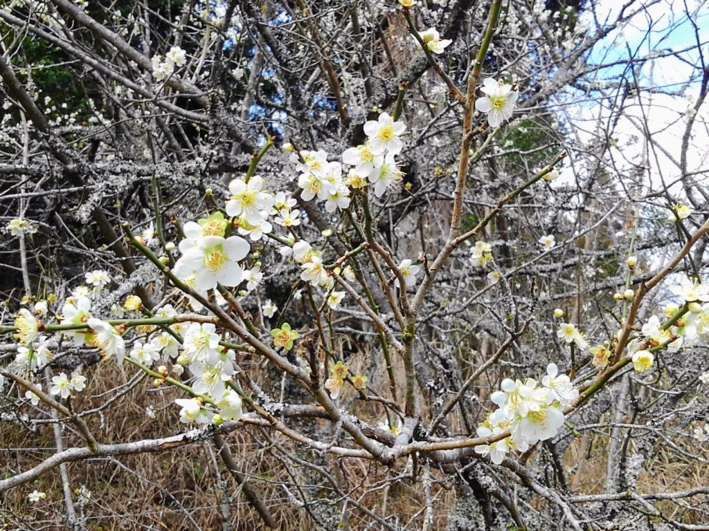 ume3-1-1536x1152-1-1024x768 今年の冬の寒さは異常でした