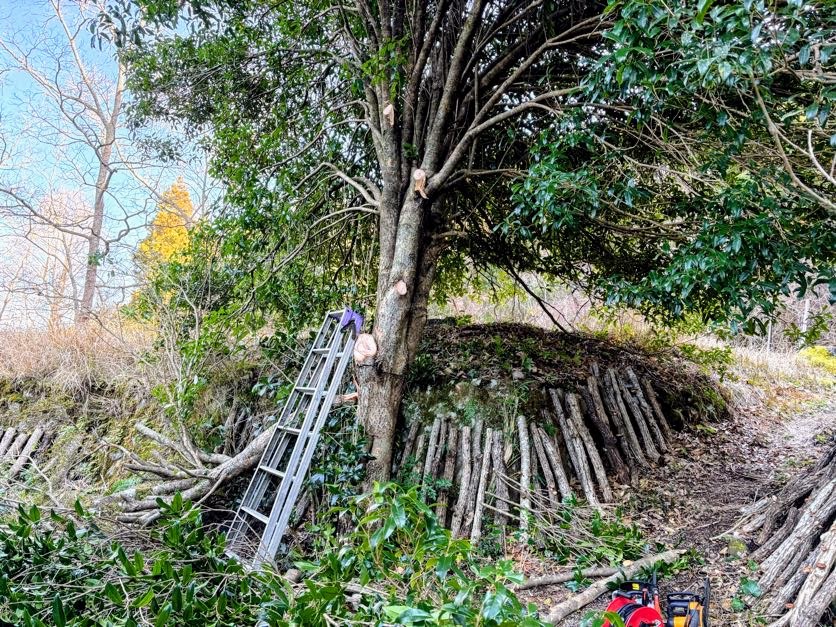 きこり３ 金木犀の枝を伐採
