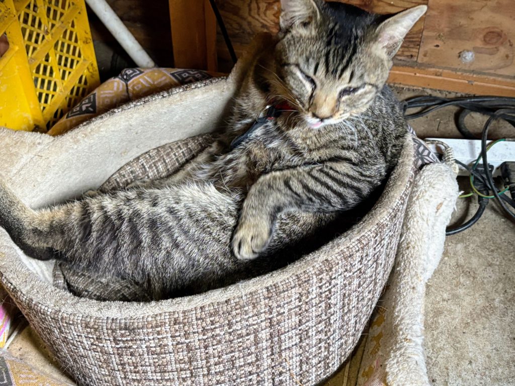 太郎-4-1024x768 春じゃがの植え付け