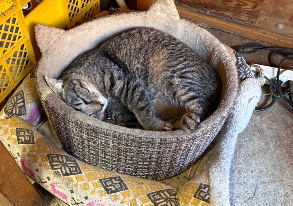 太郎-5-1024x720 金木犀の枝を伐採