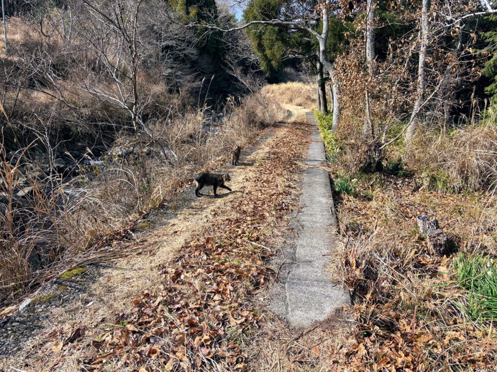 太郎と弟-1024x768 太郎の散歩