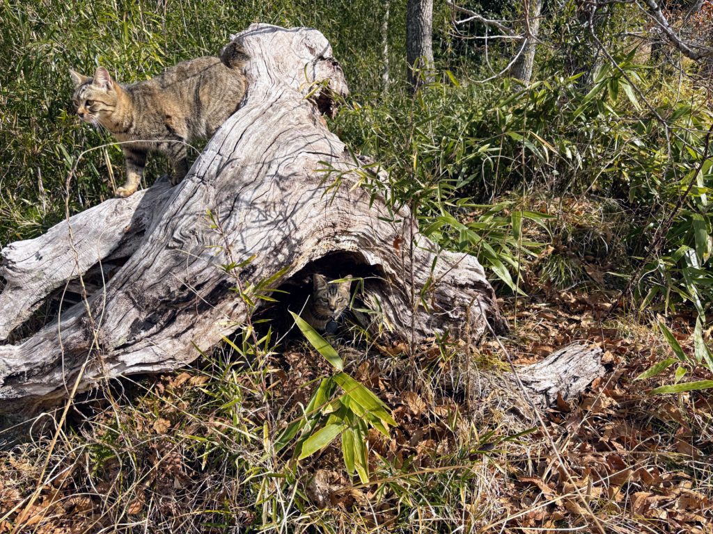 太郎と弟２-1024x768 太郎の散歩