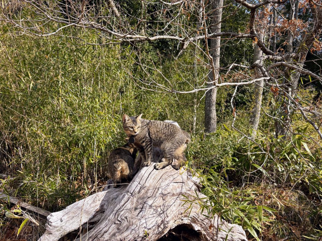 太郎と弟３-1024x768 太郎の散歩