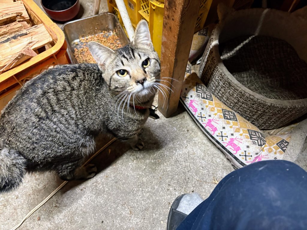 太郎２-1-1024x768 春じゃがの植え付け