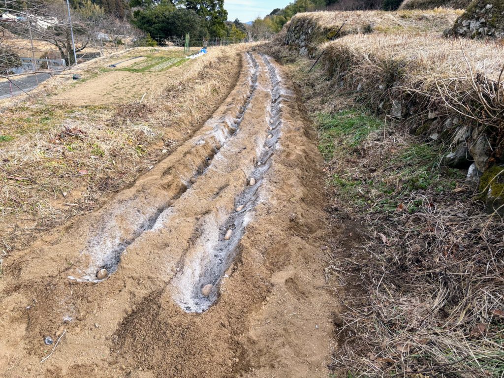 春ジャが-1024x768 春じゃがの植え付け